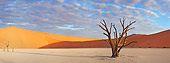 LAN 01 MH0041 01
Dead Acacia Tree In Namib Desert