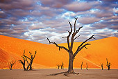 LAN 01 MH0042 01
Dead Acacia Trees In Namib Desert