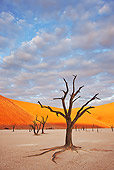 LAN 01 MH0043 01
Dead Acacia Trees In Namib Desert