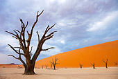 LAN 01 MH0059 01
Dead Acacia Tree In Namib Desert