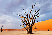 LAN 01 MH0060 01
Dead Acacia Tree In Namib Desert
