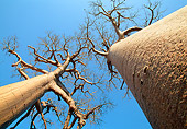 LAN 01 MH0061 01
Baobab Trees Against Blue Sky In Morondava Area Of Madagascar