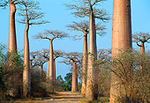 LAN 01 MH0063 01
Baobab Trees In Morondava Area Of Madagascar