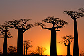 LAN 01 MH0064 01
Silhouette Of Baobab Trees At Sunset In Morondava Area Of Madagascar