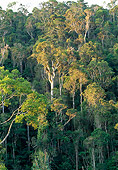 LAN 01 MH0067 01
Montane Rainforest In Indri Special Reserve (Perinet), Madagascar