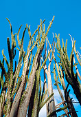 LAN 01 MH0068 01
Madagascar Ocotillo In Spiny Forest Of Semi-Desert Area Madagascar