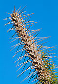 LAN 01 MH0069 01
Octopus Tree In Spiny Forest Of Semi-Desert Area Madagascar
