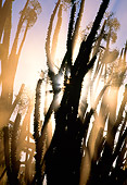 LAN 01 MH0070 01
Madagascar Ocotillo In Spiny Forest Of Semi-Desert Area Madagascar