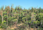 LAN 01 MH0071 01
Spiny Forest In Semi-Desert Area Of Madagascar