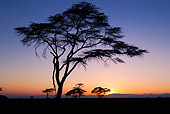 LAN 01 MH0089 01
Silhouette Of Acacia Tree At Sunset, Northern Kenya