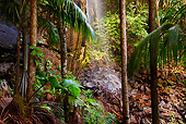 LAN 01 MH0098 01
Waterfall And Coco De Mer Palms In Vallee De Mai Palm Forest In Praslin National Park, Seychelles