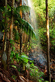 LAN 01 MH0099 01
Waterfall And Coco De Mer Palms In Vallee De Mai Palm Forest In Praslin National Park, Seychelles