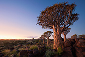 LAN 01 MH0119 01
Quiver Tree In Namib Desert At Sunset In Namibia