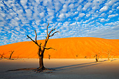 LAN 01 MH0123 01
Dead Acacia Trees In Namib Desert, Namibia