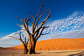 LAN 01 MH0124 01
Dead Acacia Trees In Namib Desert, Namibia