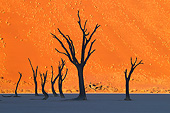 LAN 01 MH0125 01
Dead Acacia Trees In Namib Desert, Namibia