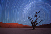 LAN 01 MH0126 01
Dead Acacia Trees With Milky Way Motion Blur In Background In Namib Desert, Namibia