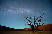 LAN 01 MH0127 01
Dead Acacia Trees With Milky Way In Background At Night In Namib Desert, Namibia
