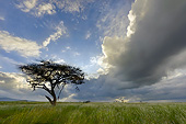 LAN 01 MH0141 01
Acacia Tree At Sunset In Northern Kenya