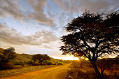 LAN 01 MH0143 01
Sunset In Kalahari Bushveld, South Africa