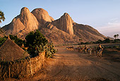LAN 01 MR0001 01
Camels In Sudan Africa