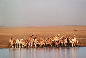 LAN 01 MR0002 01
Camels Drinking Water In Sudan Africa