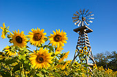 LAN 03 RK0049 01
Sunflowers By Windmill Blue Sky