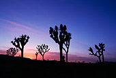 LAN 03 RF0004 01
Joshua Tree National Park At Sunset California