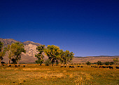 LAN 03 RK0016 02
Cows Grazing On Pasture With Trees Blue Sky Owens Valley California