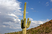 LAN 03 RK0045 01
Cactus In Desert Arizona