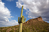 LAN 03 RK0046 01
Cactus In Desert Arizona