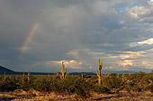 LAN 03 RK0047 01
Arizona Desert