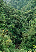 LAN 04 LS0001 01
Aerial View Of Rainforest In Costa Rica