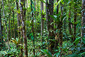 LAN 04 MH0013 01
Humid Montane Forest On Slopes Of Tepuis