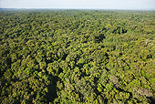 LAN 04 MH0014 01
Aerial View Of Humid Montane Forest On Slopes Of Tepuis