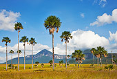 LAN 04 MH0019 01
Palm Trees In Gran Sabana With Tepuis In Background