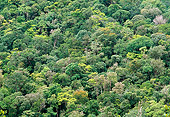 LAN 04 MH0028 01
Aerial View Of Rainforest Canopy In Amazon Basin