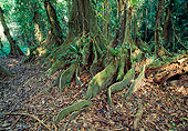 LAN 04 MH0029 01
Buttress Roots Of Kaway Trees Belize