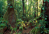 LAN 04 MH0030 01
Epiphytes Growing On Buttress Roots Of Rainforest Trees