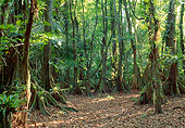 LAN 04 MH0031 01
Kaway Trees In Central American Rainforest