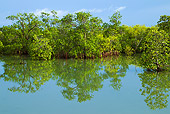LAN 04 MH0032 01
Mangroves Growing On Saline Coastal Sediment Habitat In Tropics