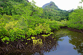 LAN 04 MH0033 01
Mangroves Growing On Saline Coastal Sediment Habitat In Tropics