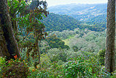 LAN 04 NE0001 01
Cloud Forest In Central Costa Rica