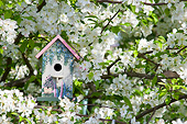 LAN 07 DA0007 01
Bird Nest Box In Blooming Sugartyme Crabapple Tree Illinois