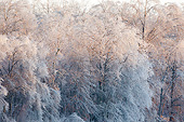 LAN 07 DA0008 01
Ice-Covered Trees Near Lake In Marion County, Illinois