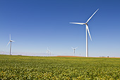 LAN 07 DA0013 01
Windmills In Soybean Field In Tazewell County, Illinois
