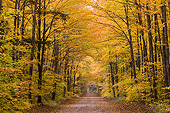 LAN 07 DA0018 01
Autumn Foliage In Schoolcraft County, Michigan