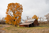 LAN 07 DS0005 01
Barn And Autumn Foliage At Fly Fishing Farm In Montana