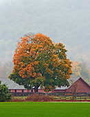 LAN 07 DS0015 01
Red Barn In Fog By Fall Foliage In Millbrook, New York