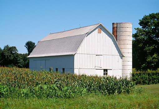 LAN 07 FA0004 01
White Barn In Cornfield